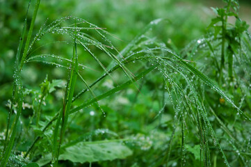 Close up of grass with water drops