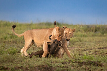 Lions playing and fighting over carcass