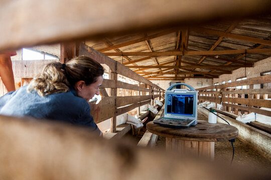 Através de cercado de madeira vemos veterinaria mulher analisando tela de ultrassom dentro de um capríl.