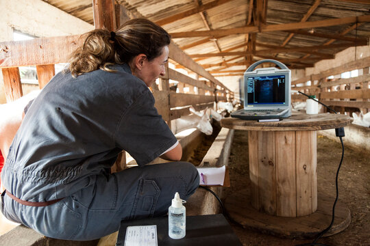 Veterinaria mulher analisa tela de ultrassom port&aacute;til durante exame para detec&ccedil;&atilde;o de gesta&ccedil;&atilde;o em cabras.