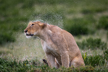 Lion shakes rain off