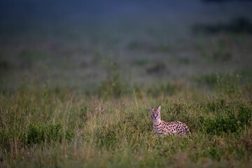 Serval at blue hour
