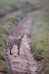 Serval posing in Serengeti