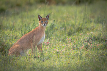 Caracal posing in beautiful grass of Serengeti