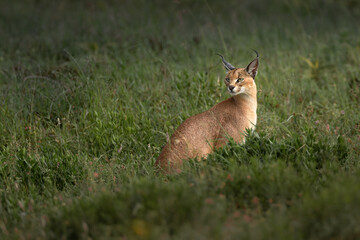 Caracal posing in beautiful grass of Serengeti