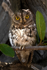 Scops owl in tree