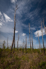 Beautiful and natural Georgian Park