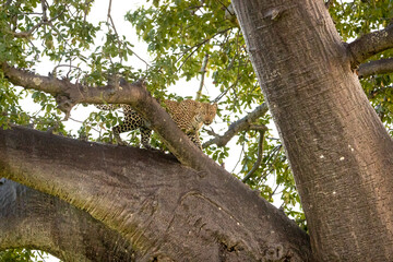 Fototapeta premium Leopard in baobob tree