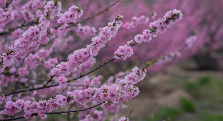 Sweet Cherry blossoms of warm spring. Fresh green tree leaves. Beautiful Japanese ornamental cherries in pink in close-up. Natural background.