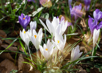 purple crocuses in green grass on the sunny spring day