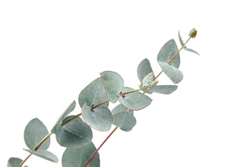 Eucalyptus leaves isolated on white background. Green eucalyptus foliage