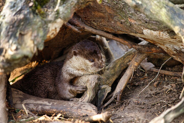 Portrait of Asian small-clawed otter on the riverbank