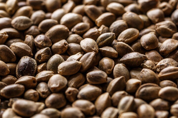 Many Cannabis seeds. Macro detail of marijuana seed.Hemp seeds background in macro.Medicinal cannabis.top view