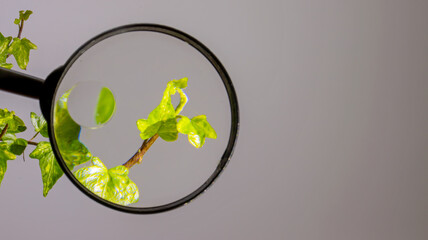 Martwa natura © lech