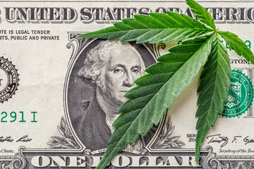 Legality of cannabis, legal and illegal cannabis on the world.Marijuana Cannabis business concept....