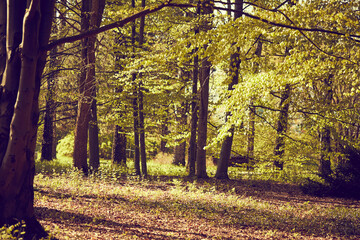 Fototapeta premium nice autumn season in the park