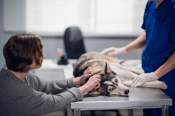A calm dog lying on the table in the vet clinic, its owner and the vet doctor are taking care of it.