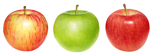 Collection of watercolor delicious red and green apples