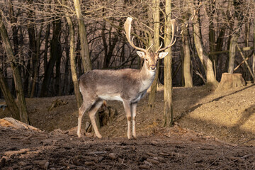 beautiful deer standing in a forest