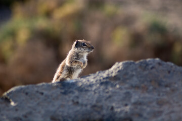 Naklejka na ściany i meble Brawn Squirrel jumping in Fuerteventura's beach (Atlantoxerus getulus)