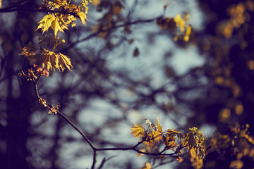 nice autumn season in the park