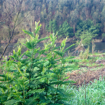 Cedro Bilder Durchsuchen 1,328 Archivfotos, und Videos