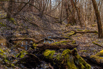 Abstract forest with mossy and fallen trees in the sunshine.