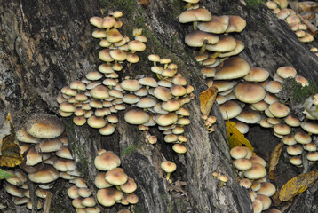 mushrooms on the tree
