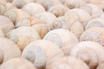 snail shells