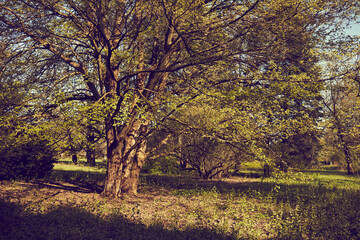 nice autumn season in the park