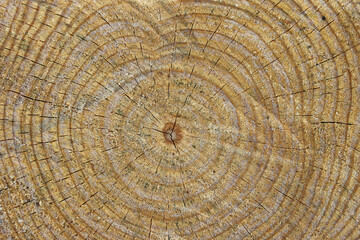 Cross section of cut tree stump