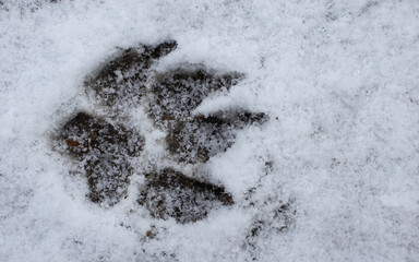 image of a dog paw print on the snow close-up.