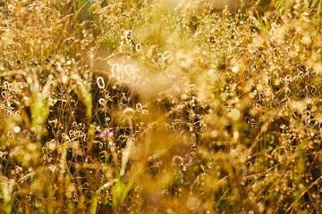 beautiful meadow with grass and flowers