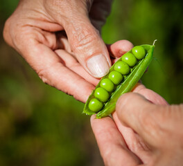 hand holding green peas farming and sustainability
