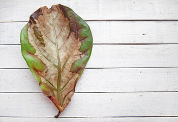 Lyre-shaped ficus leaf damaged by disease, on a white wooden background