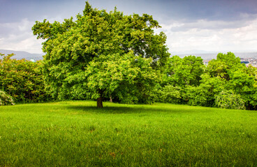 Fototapeta na wymiar green tree on a green hill in springtime