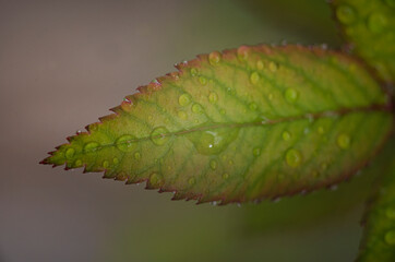 Fotografia Macro flores e Insetos ...