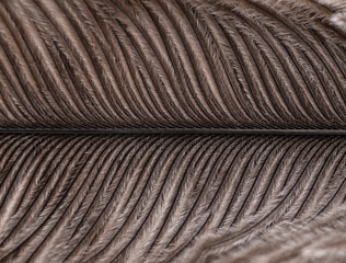 Closeup, narrow focus photography of a brown feather