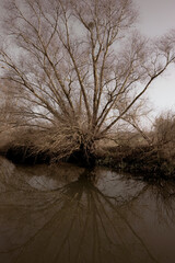 Trees and their reflections along the river in winter
