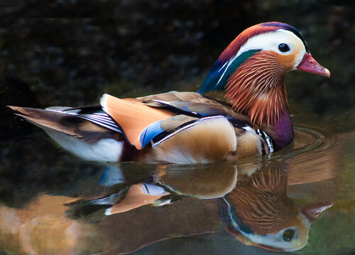 Portrait of a mandarin duck swimming in a river, South Africa