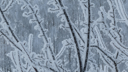 winter river in snowfall and snow tree