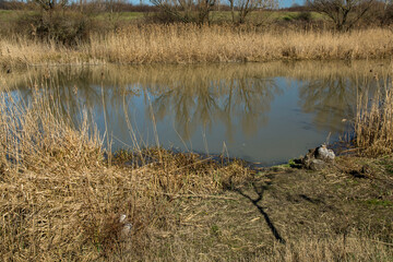 River bank at the end of winter