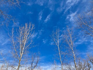 trees in winter against blue sky