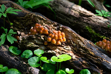 Nitrat-Helmling, Mycena renati, auf Totholz