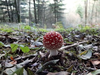 Little dangerous mushroom