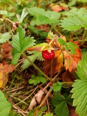 wild strawberry in the forest
