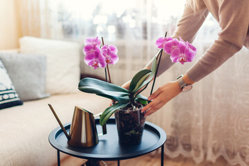Woman puts blooming purple orchid on coffee table in living room. Interior decorated with home...