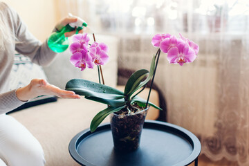 Woman spraying blooming orchid with water in living room. Housewife takes care of home plants and...