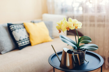 Interior of living room. Yellow orchid in blossom blooming on coffee table by watering can. Home decorated with flowers
