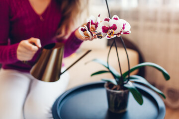 Woman watering blooming orchid from metal watering can. Girl taking care of home plants and...
